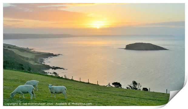 Sheep, Sunrise & Looe Island. Print by Neil Mottershead