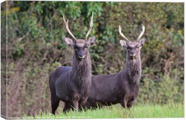 Two Sika Deer standing in a field Canvas Print by Gillian Thomas