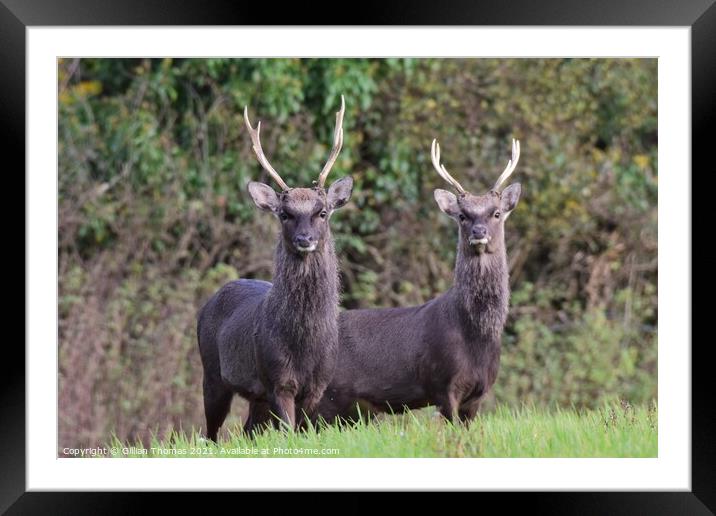 Two Sika Deer standing in a field Framed Mounted Print by Gillian Thomas
