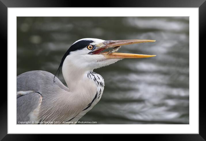 Grey Heron with a fish Framed Mounted Print by Simon Marlow