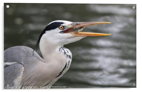 Grey Heron with a fish Acrylic by Simon Marlow