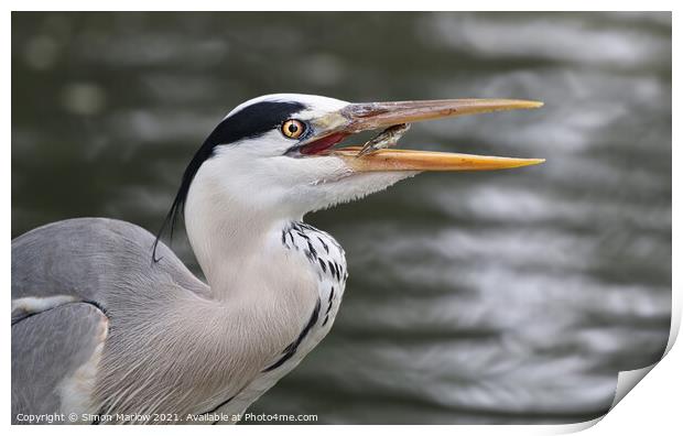 Grey Heron with a fish Print by Simon Marlow