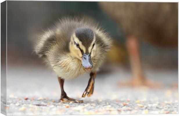 Young Mallard Duckling walking on the ground Canvas Print by Simon Marlow