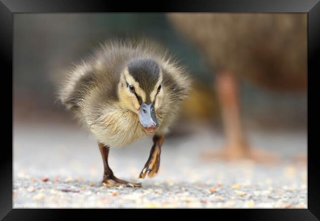 Young Mallard Duckling walking on the ground Framed Print by Simon Marlow