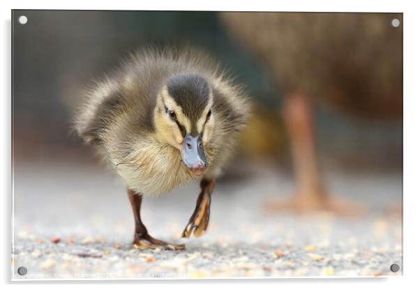 Young Mallard Duckling walking on the ground Acrylic by Simon Marlow