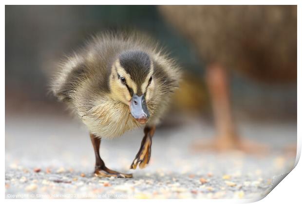 Young Mallard Duckling walking on the ground Print by Simon Marlow