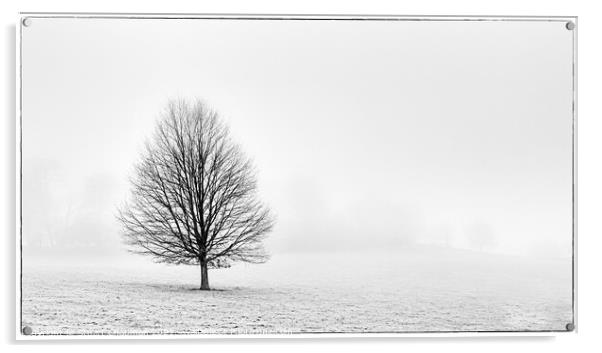 Tree in the Mist Acrylic by Stuart Chapman
