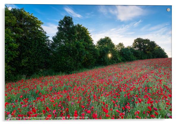 Poppy Sunstar Acrylic by Stewart Mckeown