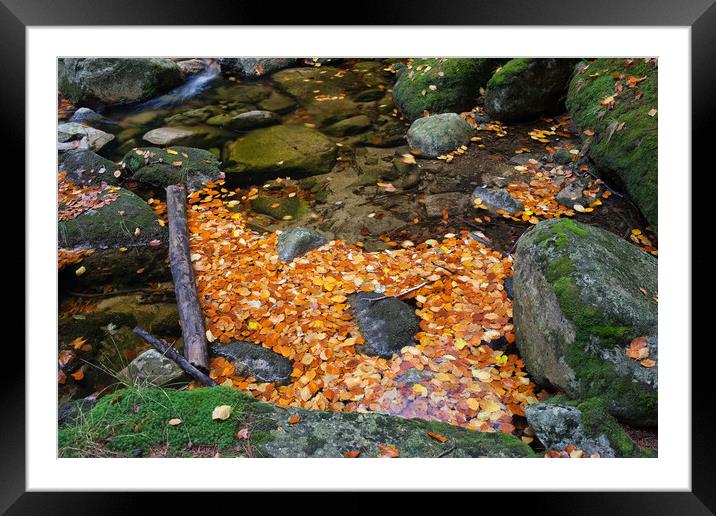 Autumn Leaves In Stream Framed Mounted Print by Artur Bogacki