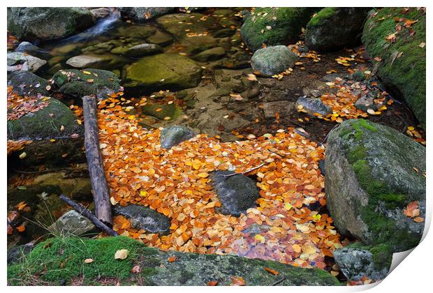Autumn Leaves In Stream Print by Artur Bogacki