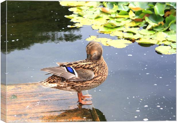 The duck in the park, plays with herself Canvas Print by M. J. Photography