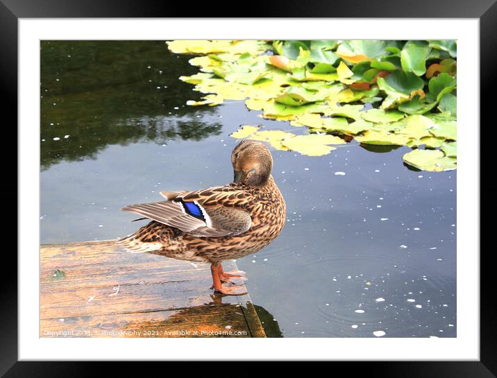 The duck in the park, plays with herself Framed Mounted Print by M. J. Photography