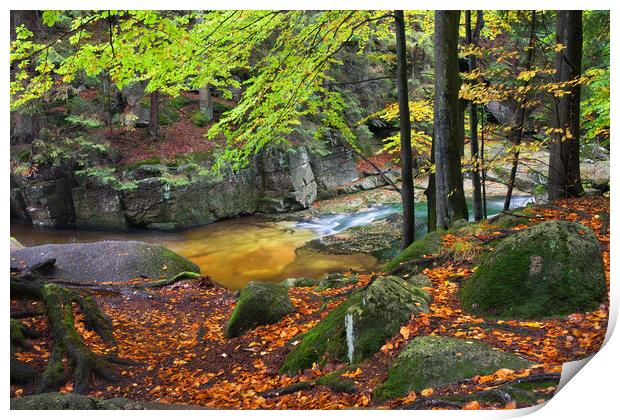 Stream in Autumn Forest Print by Artur Bogacki