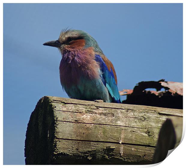 Lilac Breasted Roller Print by Sandi-Cockayne ADPS