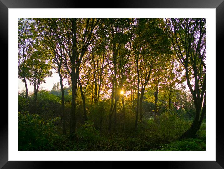 Evening sun shines through an English woodland. Shoeburyness, Essex. Framed Mounted Print by Peter Bolton