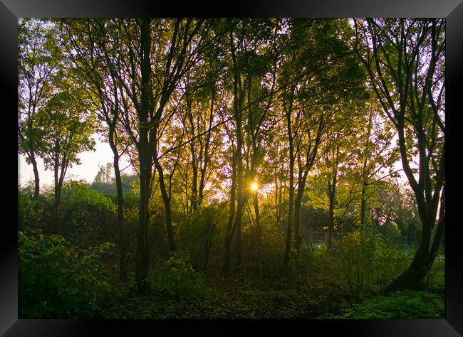 Evening sun shines through an English woodland. Shoeburyness, Essex. Framed Print by Peter Bolton