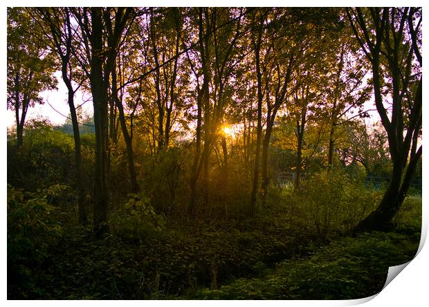 Evening sun shines through an English woodland. Shoeburyness, Essex. Print by Peter Bolton