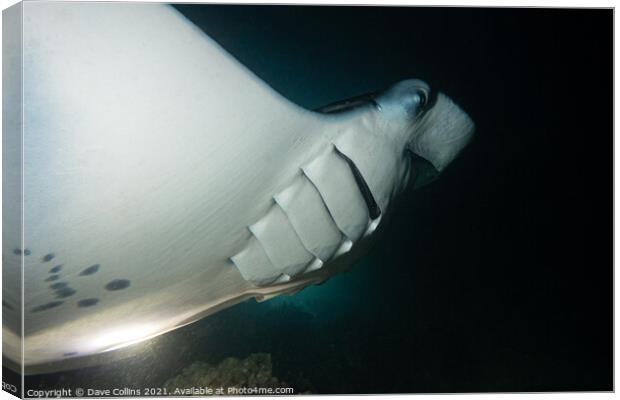 Manta Ray in the Maldives feeding at night Canvas Print by Dave Collins