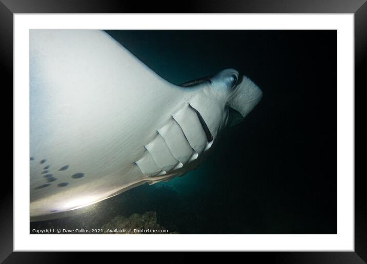 Manta Ray in the Maldives feeding at night Framed Mounted Print by Dave Collins