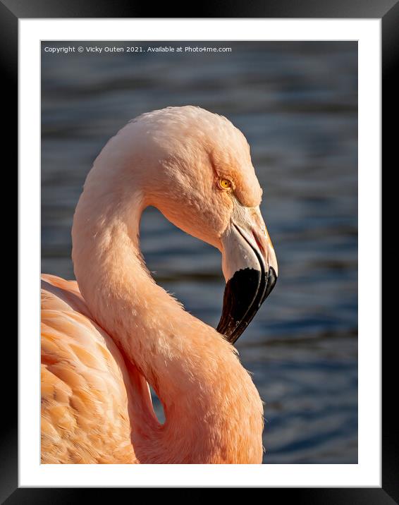Flamingo in the evening sun Framed Mounted Print by Vicky Outen
