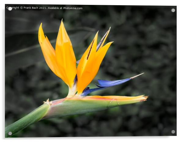 Tropical flower strelitzia, bird of paradise Acrylic by Frank Bach