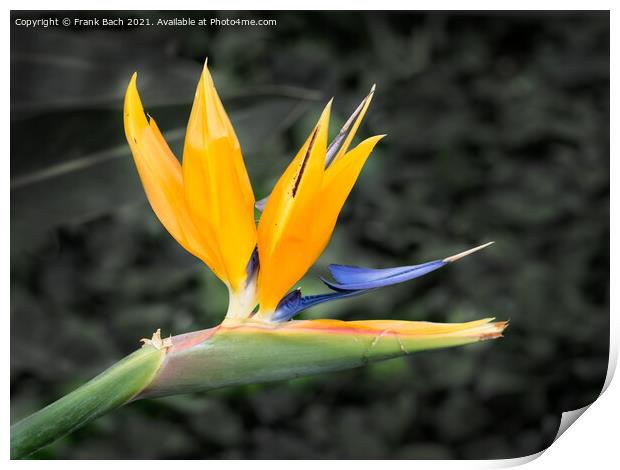 Tropical flower strelitzia, bird of paradise Print by Frank Bach