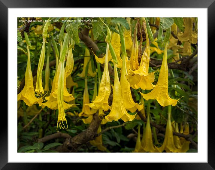 Yellow Brugmansia or Angels Trumpets Framed Mounted Print by Frank Bach