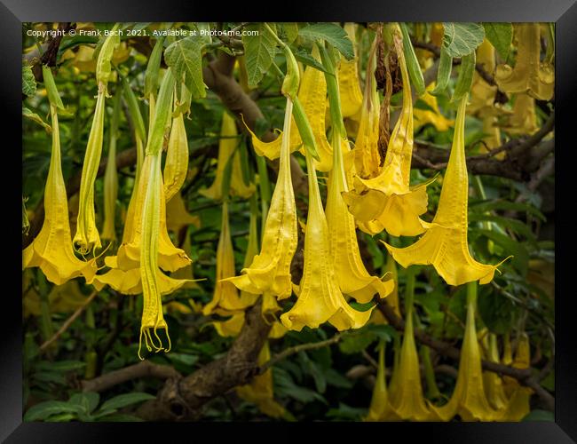 Yellow Brugmansia or Angels Trumpets Framed Print by Frank Bach