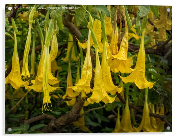 Yellow Brugmansia or Angels Trumpets Acrylic by Frank Bach