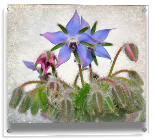 pretty borage Acrylic by sue davies