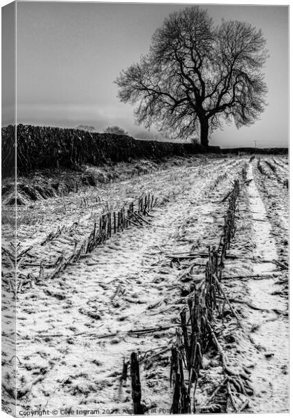 Alone in winter Canvas Print by Clive Ingram