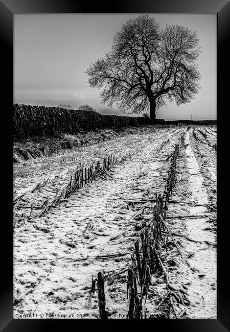 Alone in winter Framed Print by Clive Ingram