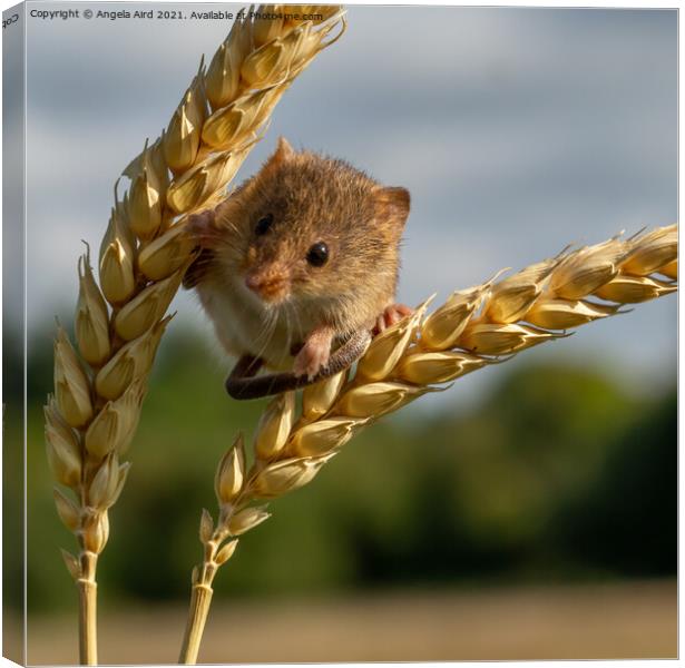 Harvest Mouse. Canvas Print by Angela Aird