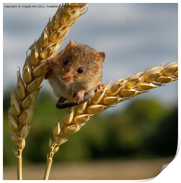 Harvest Mouse. Print by Angela Aird