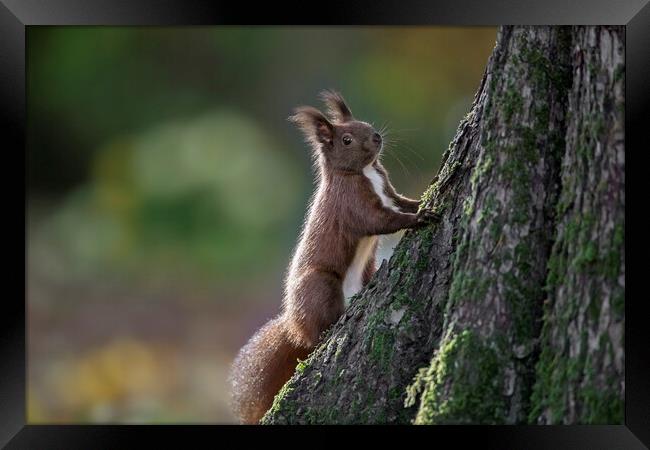 Red Squirrel Climbing Tree Framed Print by Arterra 
