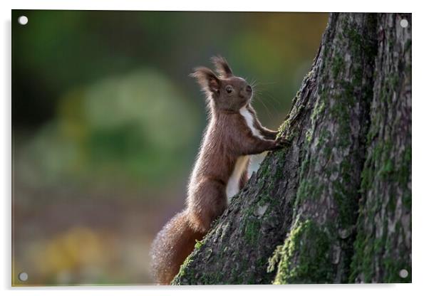 Red Squirrel Climbing Tree Acrylic by Arterra 