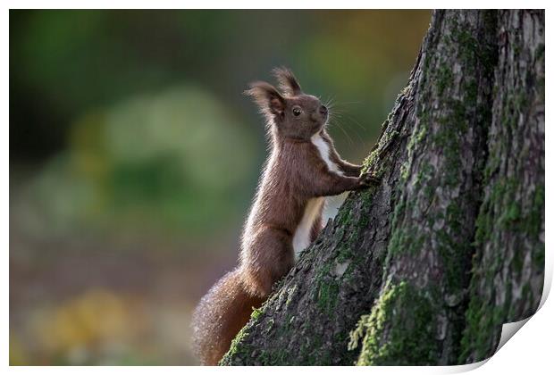 Red Squirrel Climbing Tree Print by Arterra 