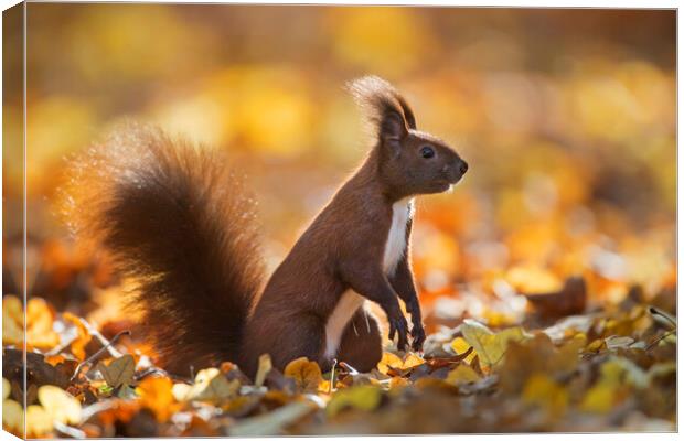 Red Squirrel in Autumn Forest Canvas Print by Arterra 