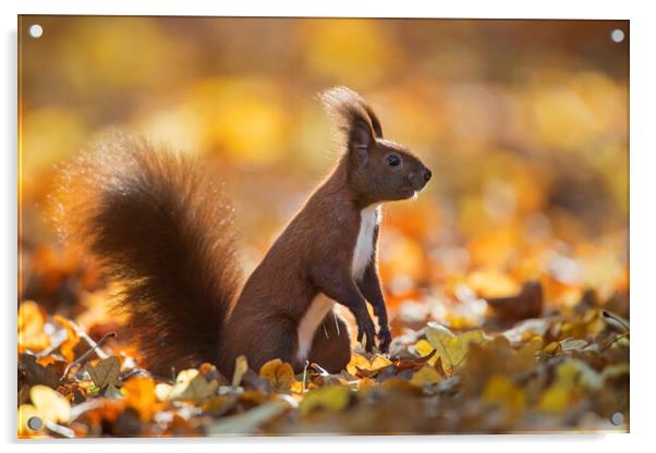Red Squirrel in Autumn Forest Acrylic by Arterra 