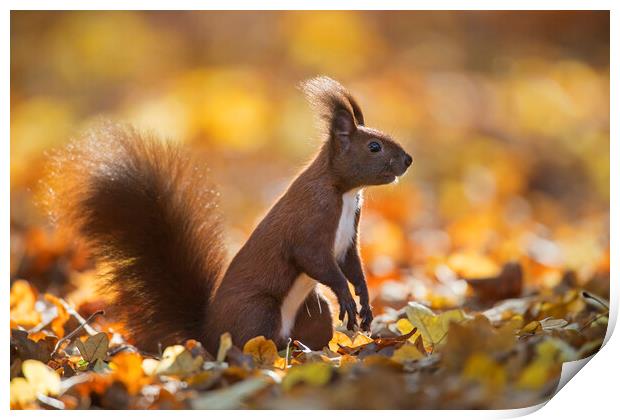 Red Squirrel in Autumn Forest Print by Arterra 