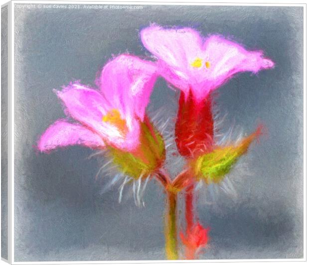 Plant flower Canvas Print by sue davies