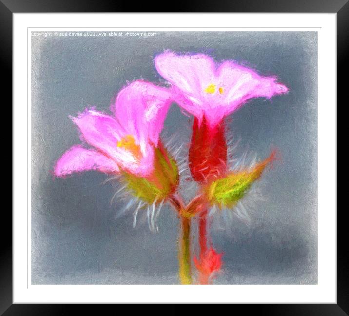 Plant flower Framed Mounted Print by sue davies