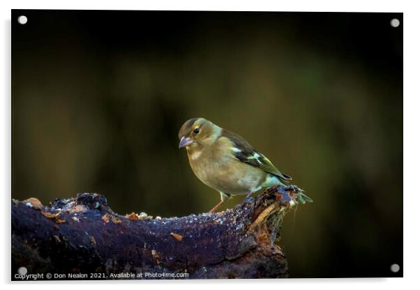 Lively young Siskin posing for a portrait Acrylic by Don Nealon
