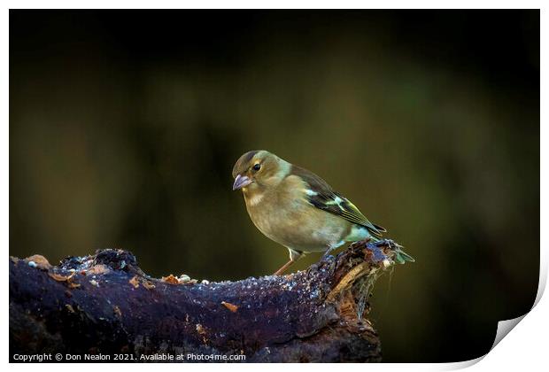 Lively young Siskin posing for a portrait Print by Don Nealon