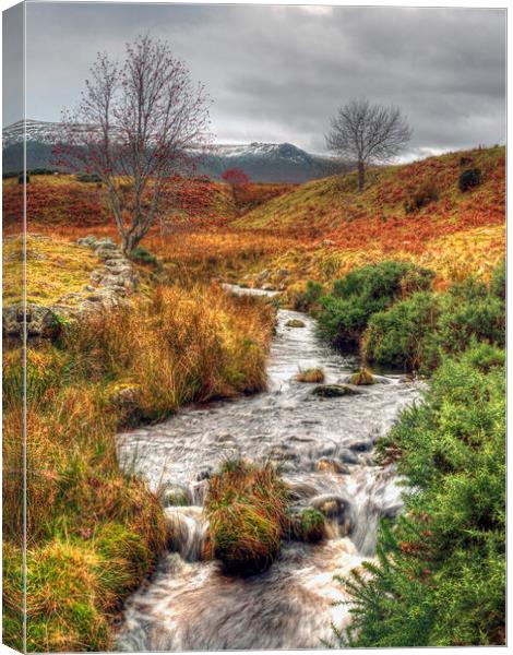 Moorland Stream Ben Rinnes Scotland Canvas Print by OBT imaging