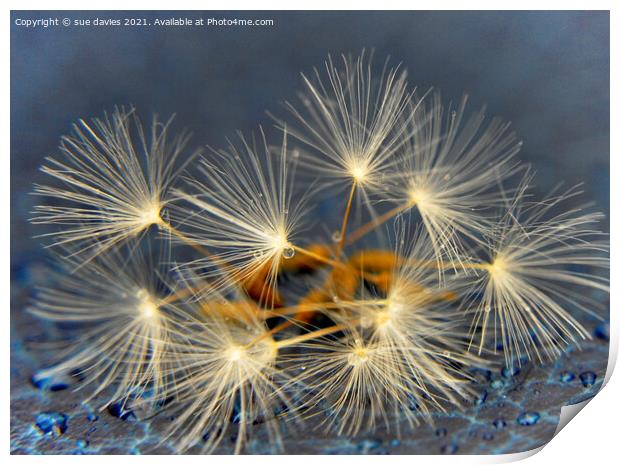 dandelions and droplets Print by sue davies