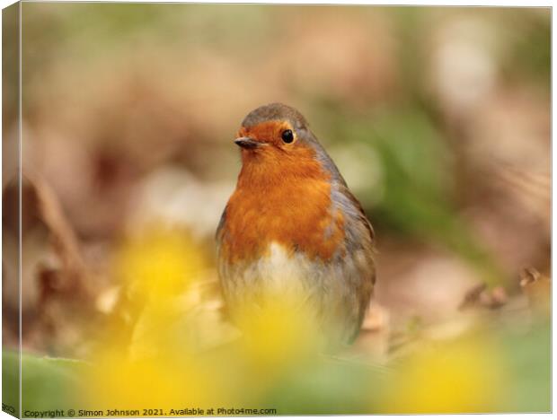 Robin red breast Canvas Print by Simon Johnson