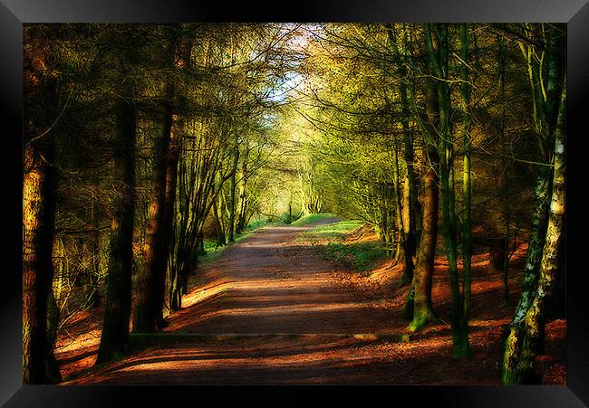 The Pathway Framed Print by Irene Burdell