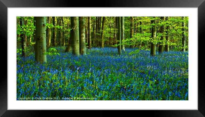 A carpet of Blue bells Framed Mounted Print by Chris Drabble
