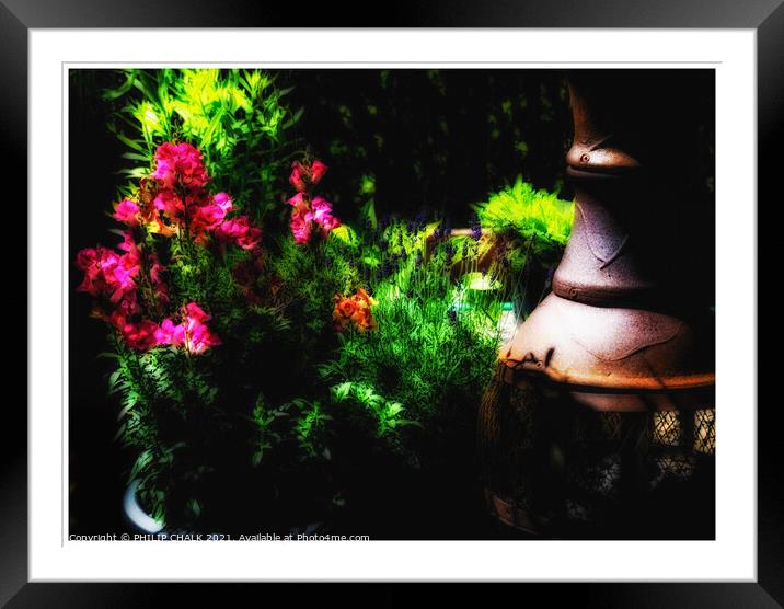 Summer flower garden glow 19 soft arty  Framed Mounted Print by PHILIP CHALK